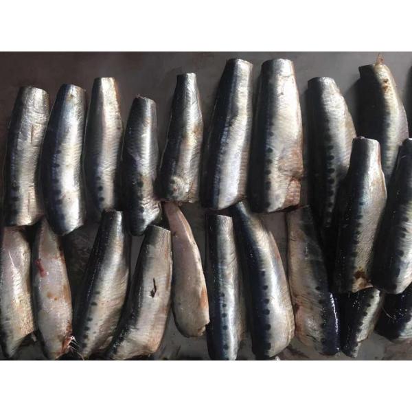 Quality Natural glaze best selling price HGT Fresh Frozen  Sardines For canning for sale