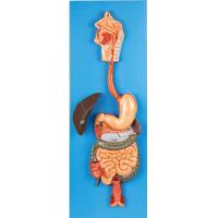china Digestive System with Digestive tube Human Anatomy Model for Hospitals , Colleges Simulation
