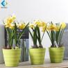 China Silk Artificial Green Plants , Artificial Mini Daffodils For Desk Decoration factory