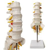 China Sacrum Coccyx Nerves Life Size Skeleton Model human skeleton 3D School Teaching factory