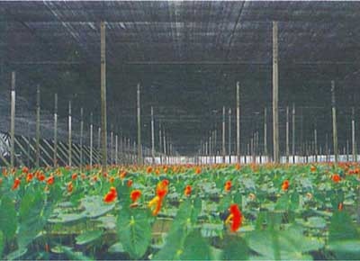 Quality Agriculture Greenhouse Shade Netting for sale