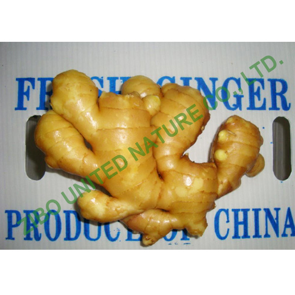 Quality new ginger, Chinese Fresh Ginger, Cheap Spicy Ginger for sale