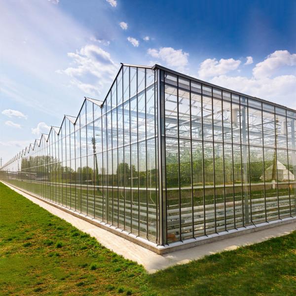 Quality Agricultural Hydroponic System Multi-Span Venlo Glass Greenhouse Customized for sale