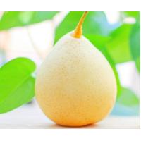 China Clarified aseptic Pear Juice Concentrate, 70 +/- 1 brix, packed in aseptic bag / steel drum factory