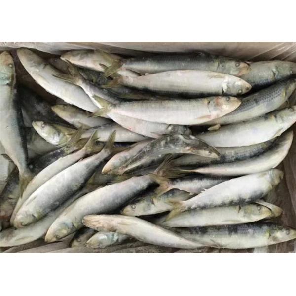 Quality Raw Material Sardinops Under 18 Degree Fresh Frozen Sardines for sale