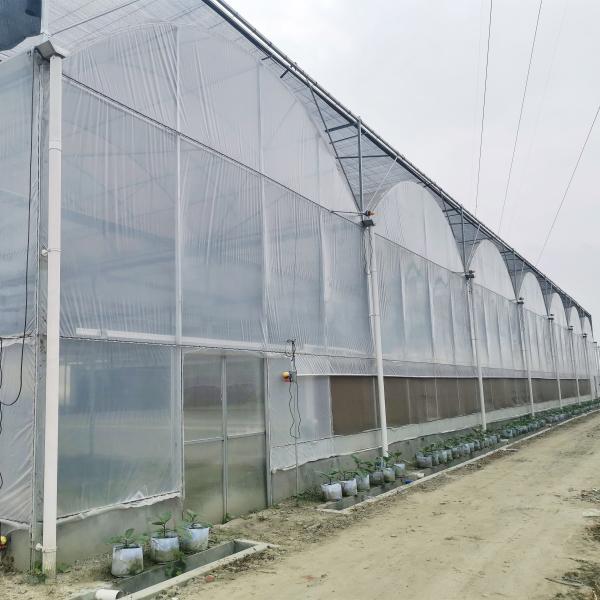 Quality Hydroponic Growing Systems Greenhouse Low Cost Greenhouse Agriculture Plastic for sale