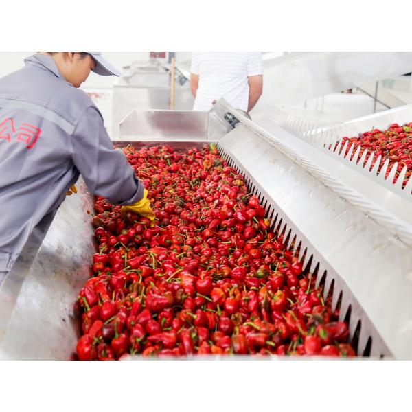 Quality SGS Fruit Red Jujube Goji Berry Continuous Belt Dryer Machine Large Capacity for sale
