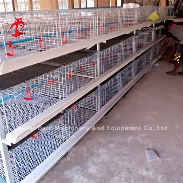 Quality A And H Poultry Broiler Cage Raising Equipment For Day Old Chicks Sandy for sale