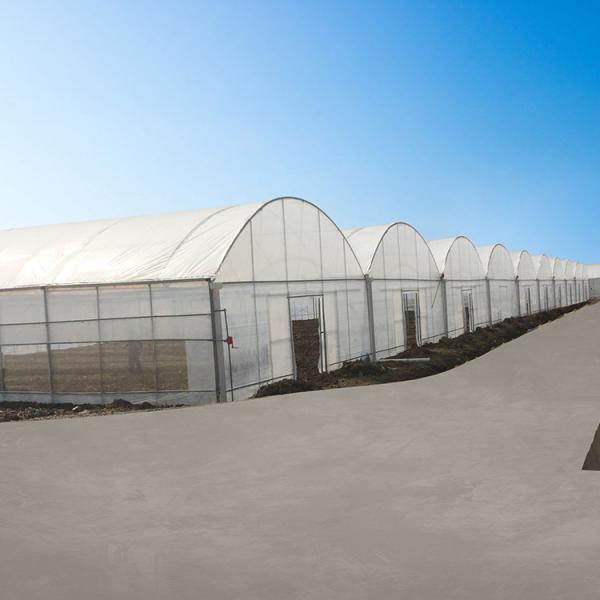 Quality Agriculture Poly Tech Greenhouse Cultivation Or Breeding Easy To Construct for sale