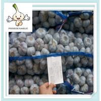 China Natural Fresh white garlic wholesales Best seller pure white fresh garlic factory
