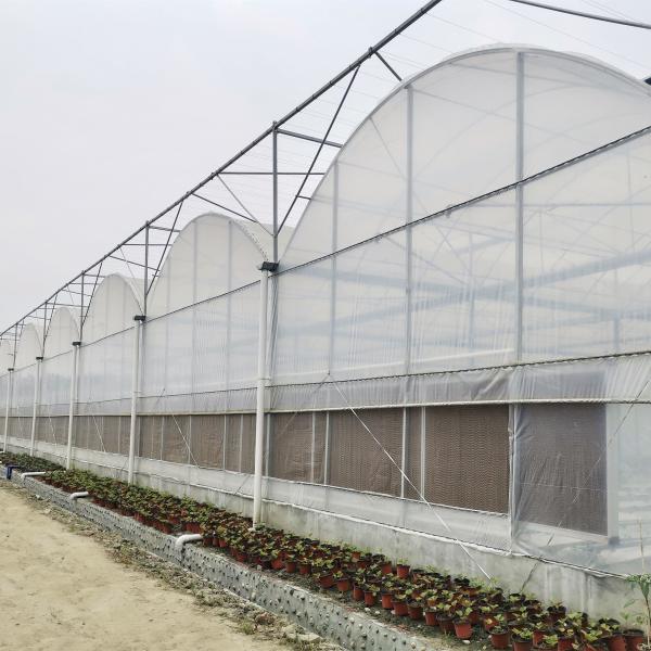 Quality Hydroponic Growing Systems Greenhouse Low Cost Greenhouse Agriculture Plastic for sale