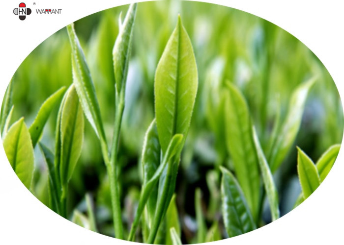 China 40% Polyphenols Green Tea Leaf Extract factory