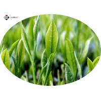China Anti Radiation 25% Polyphenols Green Tea Leaf Extract factory