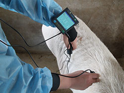 Quality Digital Medical Veterinary Ultrasound Scanner With 3.5 Inch Screen And Frequency for sale