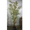 China CE Artificial Decorative Trees , Artificial Bamboo Tree Lush Vibrant Leaves Real Bamboo Stems factory