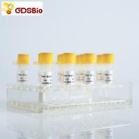 Quality Real Time SYBR Green QPCR Master Mix With ROX P2091c P2092c for sale