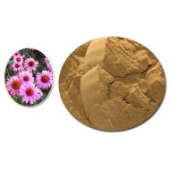 China Purple Coneflower Dry Natural Herbal Extract Containing Min 4% Polyphenols factory