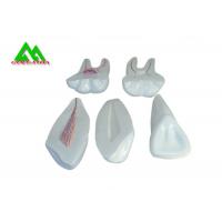 China PVC Plastic Soft Gum Teeth Model , Dental Models For Teaching CE ISO factory