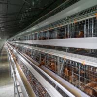 China A Type Automatic Poultry Cage Layer Chicken Wire Mesh factory
