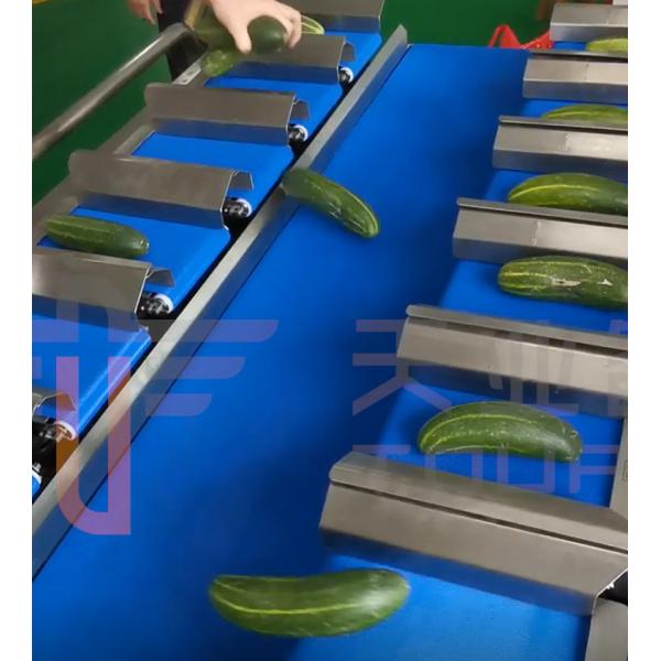 Quality CE Approve Multi Head Conveyor Belt Weigher For Cucumber Pepper for sale