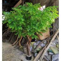 China Long Life Span Artificial Money Tree For Scenic Spots , Hotel , Park factory