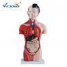 China Teaching Hospital Precision Anatomical Torso Model 42cm Male Torso 3d 13 Parts factory