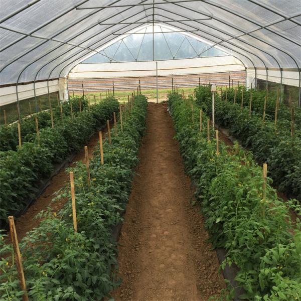 Quality PE Tunnel Single Span Greenhouse Hot Galvanized Steel Transparent Color for sale