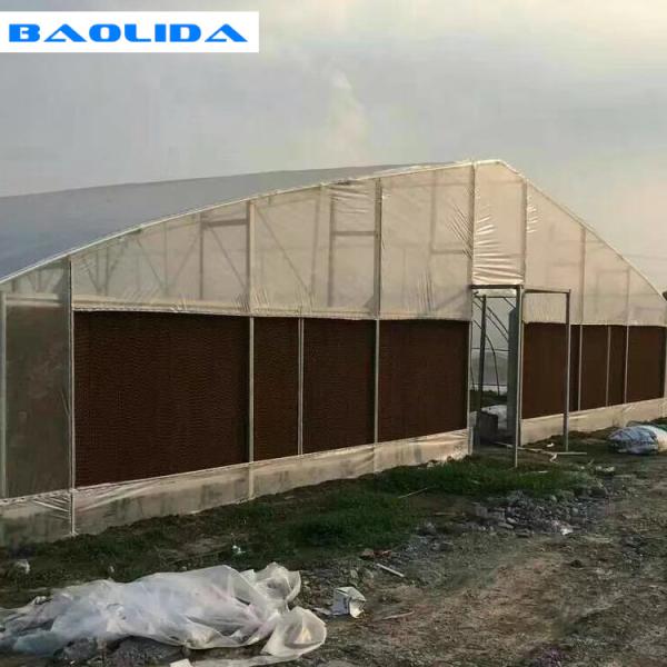 Quality Vegetables Plant Polyethylene Film Greenhouse With Cooling System Easy Install for sale