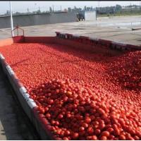 china Tomato Paste Production Line For 300 Tones A Day Processing Machine