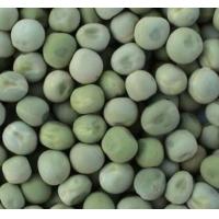 China Food Grade Dried Garden Peas Green Beans Custom Packing 2 Years Shelf Life factory
