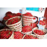 China Slim Curve Sichuan Erjingtiao Pepper With Stem Hot Pot Use factory