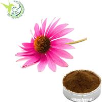 China Resistance Immune Supplements Echinacea Purpurea Extract 4% Polyphenol 2% Chicoric Acid factory
