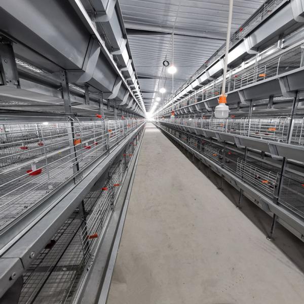 Quality 208 Birds Broiler Chicken Cage for sale