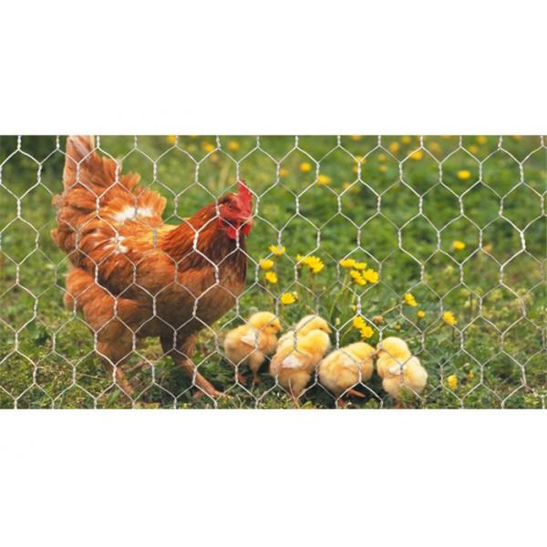 Quality 18 Gauge Hexagonal Wire Mesh 25m Length For Raising Poultry And Chicken for sale