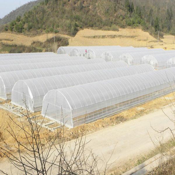 Quality Agricultural Galvanized Tunnel Greenhouse Plastic Tomato Greenhouse With Bolt for sale