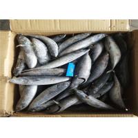 China 3ppm Histamine A Grade Bulk 250kg Frozen Bonito Fish factory