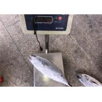 China 1.5kg Auxis Thazard Bulk Fresh Bonito Fish With Omega 3 for sale