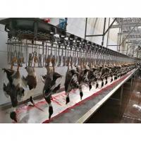 China High Capacity Poultry Slaughtering Line Halal Chicken Slaughterhouse Machine 1000BPH factory