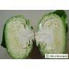 China Oval Shape Green Pointed Head Cabbage Lower Blood Pressure 1 - 3 KG / PER factory