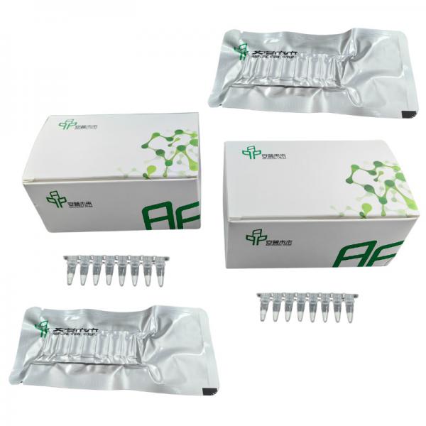 Quality Fast Accurate Isothermal Amplification PCR Kit Freeze Dried DNA NFO Reagent for sale