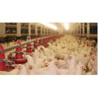 china Durable Full Set Poultry Farm Equipment from China