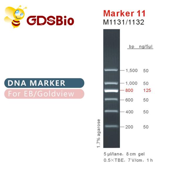 Quality Marker 11 DNA ladder M1131 (50μg)/M1132 (5×50μg) for sale