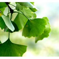 China GMP Brown Ginkgo Biloba Extract 24% Flavonoids For Treat Cardiovascular factory