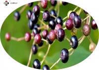 China Black Pharmaceutical Grade Elderberry Extract Powder factory