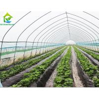 Quality Customized Poly Tunnel Greenhouses for Tomatoes Growing 10*30 Square Meters for sale