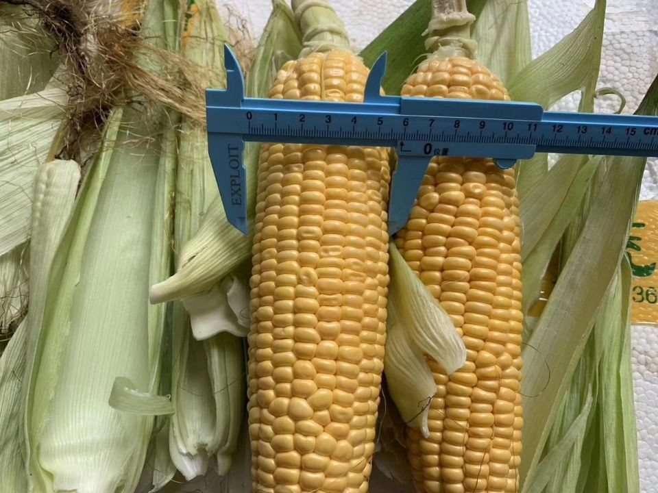 China FDA Certified 100% Fresh Iqf Sweet Corn On The Cobs factory