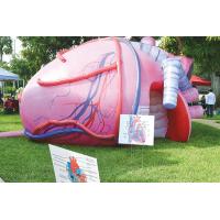 China Inflatable Human Organs Giant Brain Heart Lungs For Teaching Medical Activities Display factory