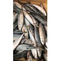 China BQF Sea Frozen Mackerel Fish , 40 - 60pcs/ctn Frozen Fishing Bait for sale
