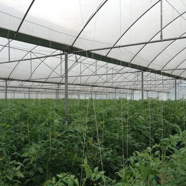 Quality Strong Structure Heavy Duty Plastic Greenhouse / Plastic Tomato Greenhouse for sale