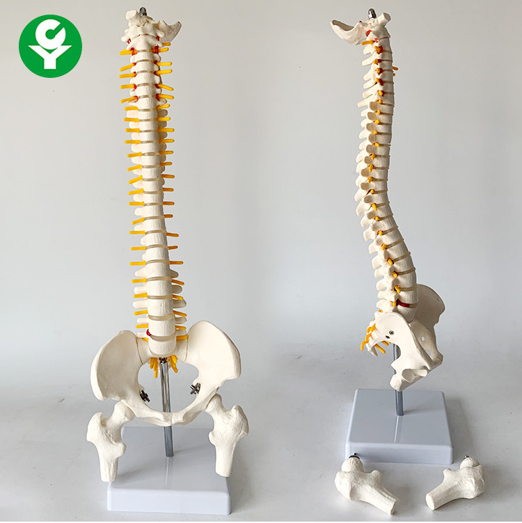China PVC Spine Skeleton Model / 45CM Anatomical Spine Model Medium Size Vertical factory